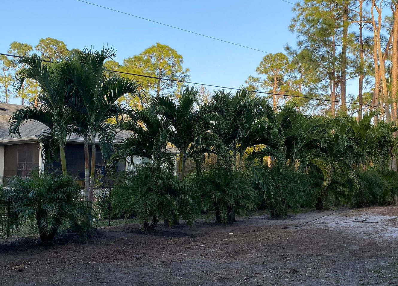 recently installed pine trees at a Florida home